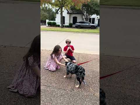 Surprising the kids with our new puppy 🐶 #dogs #dogshorts #dog #doglover #dogvideos #dogsandkids