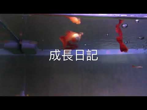 孔雀魚成長日記