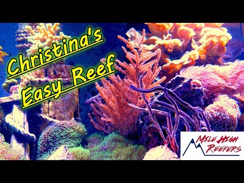 Christina's Easy To Keep Reef