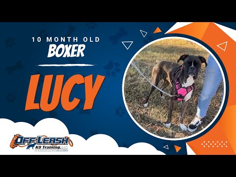 Boxer, 10 Months Old, Lucy | Best Dog Trainers Northern VA,  | Off Leash K9