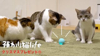 【総額５万円】猫にクリスマスプレゼント第2弾！自動的に動くスーパーボール