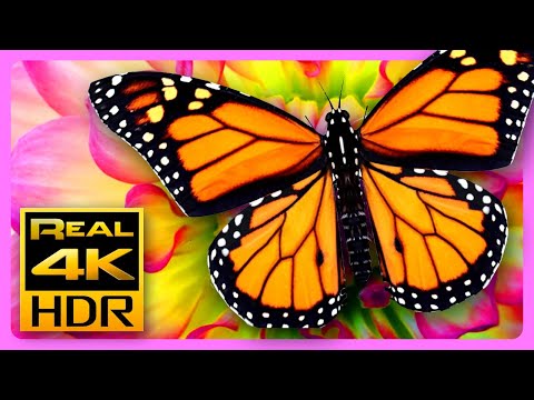 Beautiful Summer Colors in 4K HDR 🦋 Amazing Butterflies & Flowers, Relaxing TV Screensaver HDR Demo