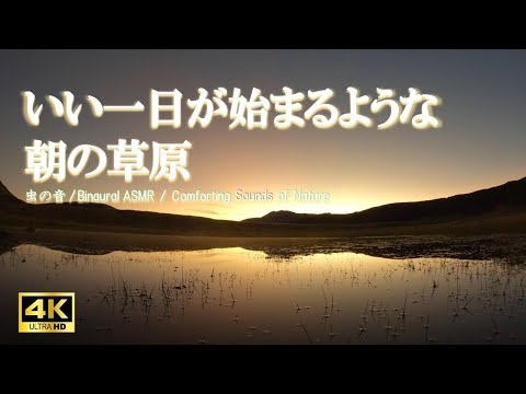 いい一日が始まるような朝の草原 (阿蘇 草千里ヶ浜)：虫の音 鹿の鳴き声/リラクゼーション 睡眠【自然音,ASMR,立体音響,4K,relaxing  nature sounds】