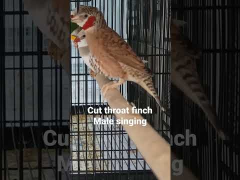 cut throat finch male singing