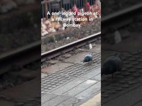 #pigeon #kabootar #pigeonsofindia #bombay #mumbailocal