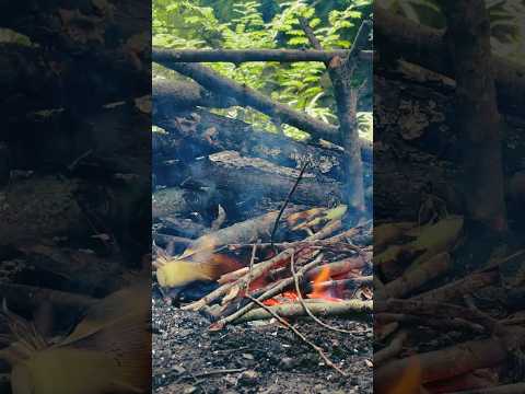 BUSHCRAFT/Grilling and eating corn in camp.