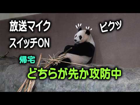 【出たばかり楓浜 えっ わたちかえっていいの】結ネエ拗ねて最後の抗議 やっぱりＩＱ高い結浜