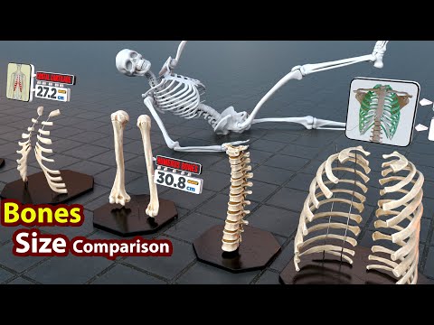 Human Bones Size Comparison | 3D