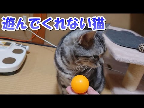 猫が遊んでくれなーい（アメリカンショートヘア）