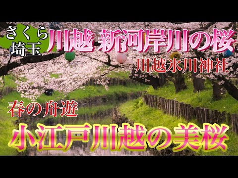 【桜.埼玉】小江戸川越の桜絶景は新河岸で決まりだ！