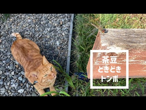 猫がトンボを見つけるとこうなる　no97