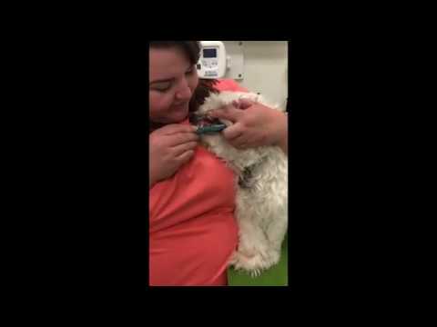 How to brush your​ dog's teeth | Montgomery Village Veterinary Clinic