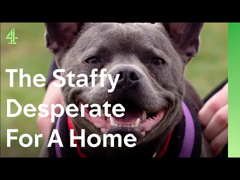 Can Staffy help boy missing his best friend? | The Dog House 🐶 | Winston, Staffordshire Bull Terrier