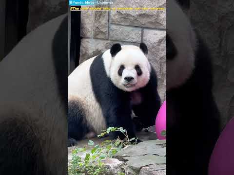 萌二宝宝又帅又乖 The cute second baby is handsome and well-behaved #panda #cute #funny #redpanda #giantpanda