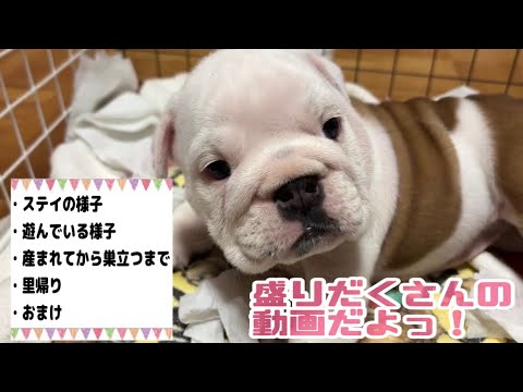 【ブルドッグ】今回は盛りだくさんの動画！！　可愛いブルドッグの子犬ちゃんたくさん出てくるよー！💓💓　※後半にはフレブルちゃんも少し出ます🙋‍♀️