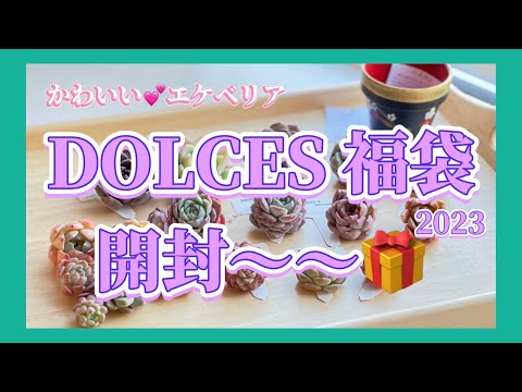 かわいいエケベリア💕DOLCES福袋2023開封