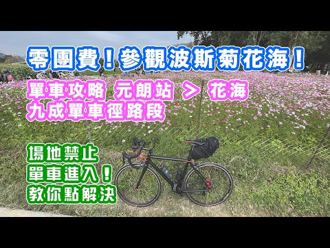 【零團費，參觀波斯菊花海】單車攻略 元朗站踩到花海 | 九成單車徑路段 | 航拍波斯菊花海 | 場地禁止單車進入！教你點解決 | 秋英 | 中文字幕