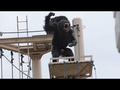 "I want more grooming with Marimo!!" Ryu　Higashiyama Zoo Chimpanzee 202411