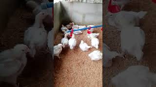 USE BETTER DRINKER  #broilerfarming #poultrykeeping #poultryfarming #poultryideas #backyardfarming