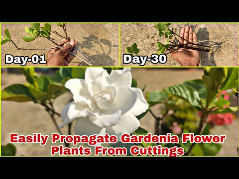 Easily Propagate Gardenia // सुगन्धराज Cuttings At Home With Updates