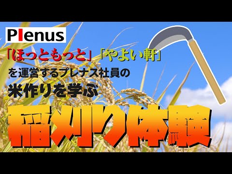 プレナス社員が自社農場で稲刈り体験してみた！