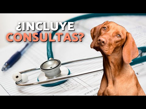 ¿Qué CUBRE un SEGURO MÉDICO para PERROS? 🩹🐶 ¿Qué INCLUYE y CÓMO FUNCIONA?