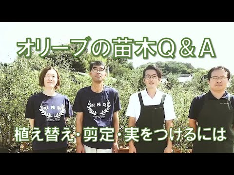 オリーブの苗木相談・育て方