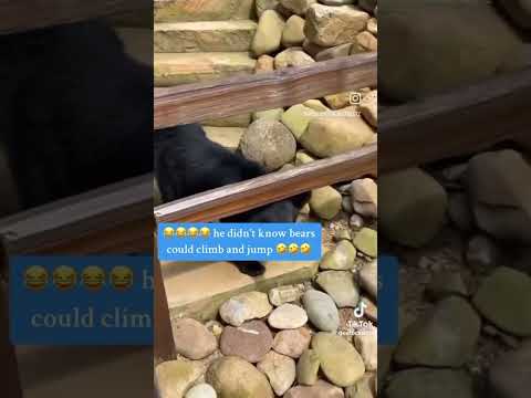 Bro was FLABBERGASTED 💀 #bears #wildlife #comedy #fypシ #trending #tiktok