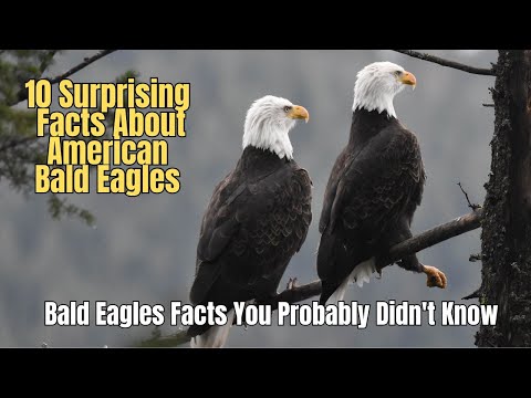 🦅 10 Amazing Facts About The American Bald Eagles You Didn't Know 🔥🌩️ ✈️