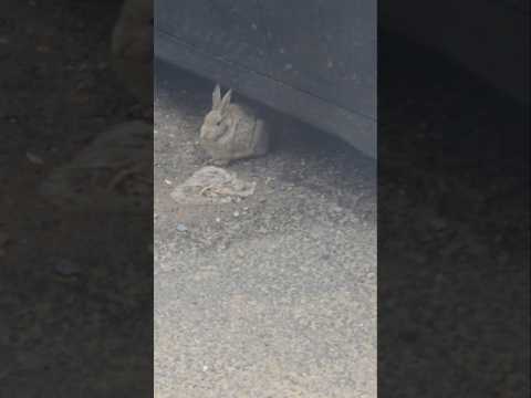 Hide little Rabbit! #raven #ravens #rabbits #shortvideo #birdlovers #birdwatcing #rabbithunting