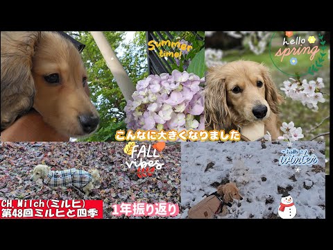 第48回ミルヒの四季　#カニンヘンダックス  #ダックスフンド  #子犬  #ミニチュアダックス  #犬のいる暮らし 　#ペット動画  #dog #cutedog