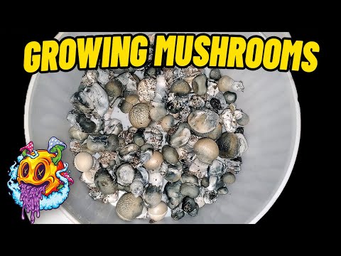 Fruiting Conditions To Flush - Shoeboxes With No Liner | Beginner's Guide To Growing Mushrooms