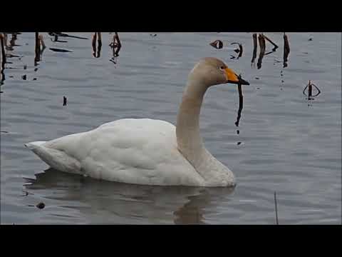 田尻池白鳥2018 1 19