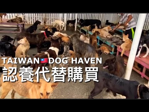 A DOG HAVEN IN TAIWAN 🇹🇼給流浪狗一個家 『徐園長護生園』