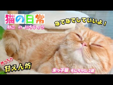 わが家の猫の日常