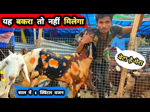 सोनपुर मेला का ये बकरा गजब डिमांड मे है | Bakri palan | bakri mela | goat farming | sonpur mela 2022