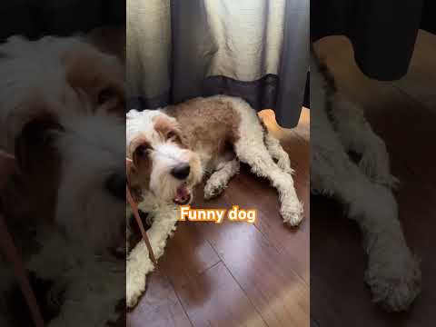 Funny 🐶🤩#funny #funnyvideo #singingdog #狗狗 #狗