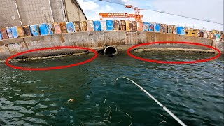 Behind the factories, I found LOTS OF OCTOPUSES【ENG SUB】