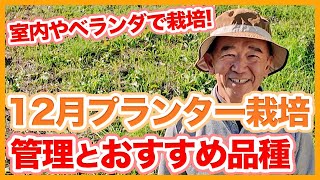 家庭菜園で室内やベランダで育てられる12月プランター栽培！冬の野菜管理のコツとプランターでの育て方！【農家直伝】