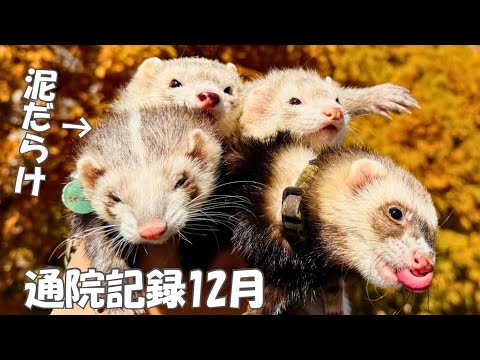 【フェレット通院記録】検査の結果…安心して年越しできるそうです‼︎【ferret#1700】