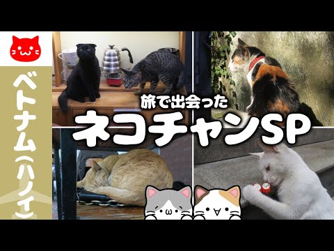 【ネコ特集】猫好き必見！ハノイで猫ちゃんに「会える！」「会える？」お店！！／Hanoi