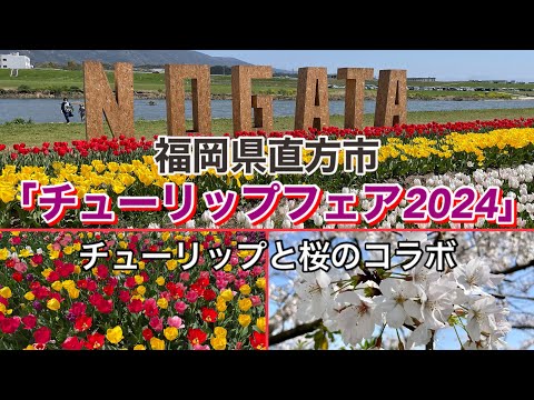 【福岡】桜とコラボ「のおがたチューリップフェア」