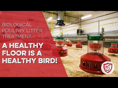 Poultry Litter Treatment: a Healthy Floor is a Healthy Bird!