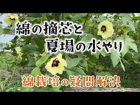 綿の摘芯と夏場の水やり／摘芯による生長の違い／綿を育てる season4 ep.4