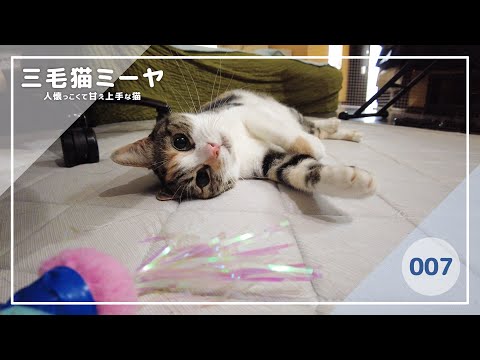 【猫好き必見！癒しの三毛猫動画】今日も遊びたい三毛猫ミーヤちゃん