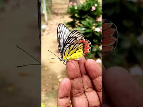 Grace in every flutter, beauty in every moment. Beautiful/Nature #Butterfly#Viral shot#