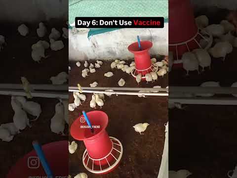 Day 6# Don't Use VACCINE #krushifriend #poultryfarming #reelitfeelit #youtubeshorts #day6