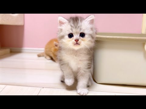 【マンチカンの子猫】師走に思う猫との現実逃避の重要性ｗｗｗな件 ～猫のいる生活Vol.1062～出産動画 マンチカン短足・ミヌエット・ペルシャ猫専門ブリーダー『ペット蔵人』【子猫の成長記録】