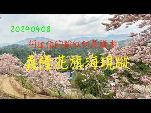 萬ㄟeye台灣20240408義隆花旗海現蹤/阿拉伯的粉紅村花旗木   4K