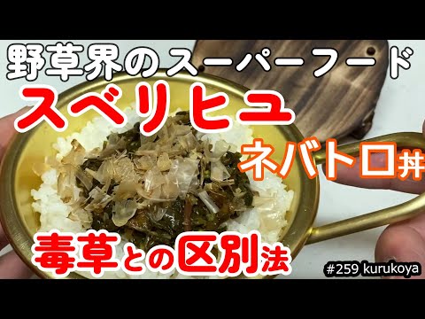 【要注意！】【毒草と区別】０円で最強丼！！いま旬な野草スベリヒユでどんぶりを作ったら．．ネバトロっぷり が超ヤバ！！そして毒草との区別法　#オメガ３#ムチン#スーパーフード#ポーチュラカ  #ひょう